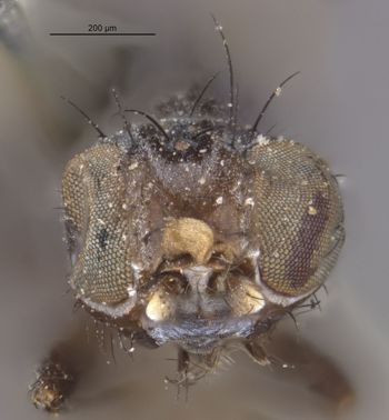 Media type: image;   Entomology 13274 Aspect: head frontal view